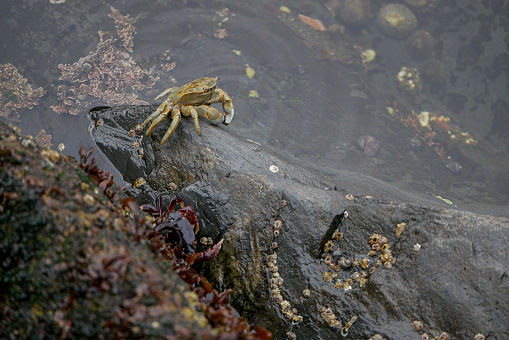 A crab navigates the rocky terrain near water, its pincers and legs poised to manoeuvre the challenging environment. This crustacean's adaptability to both land and sea is highlighted by the wet, rugged surface it traverses.