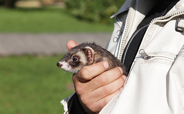 istock Ferret in my hand 149276223