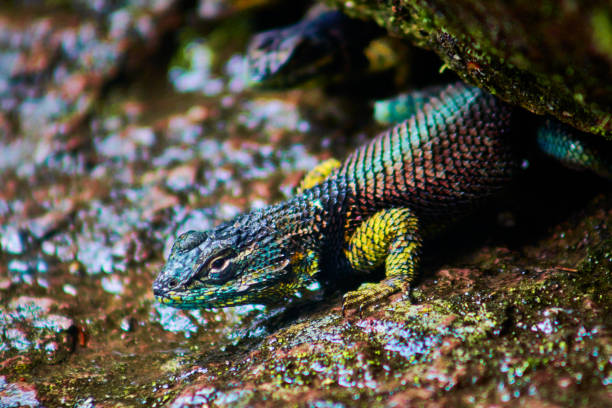 the crevice swift sceloporus torquatus, blue-collared spiny lizard in mexiquillo durango - lizard collared lizard reptile animal imagens e fotografias de stock