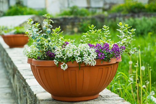 White and violet flowers Lobularia maritima grows in big flowerpot