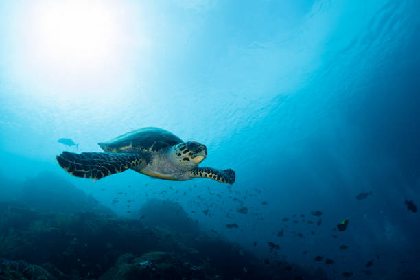 istock Sea Turtle swimming in the ocean 1492763938