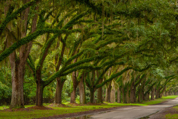 istock Live Oaks, Spanish Moss, Wormsloe Plantation 1492764725