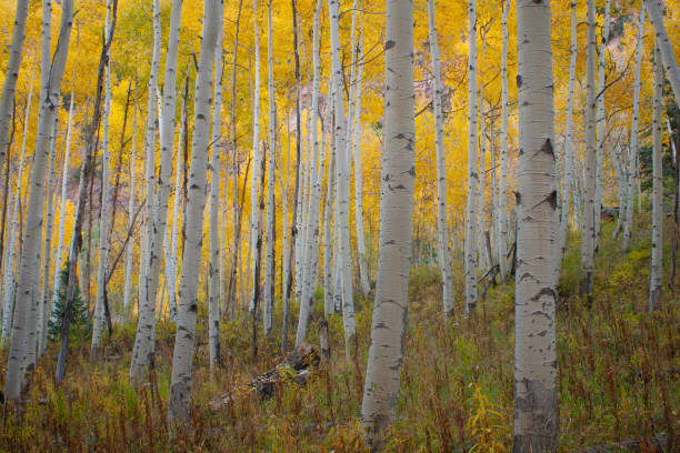 istock Aspens at Dawn, Snowmass Wilderness, Colorado 1492764741