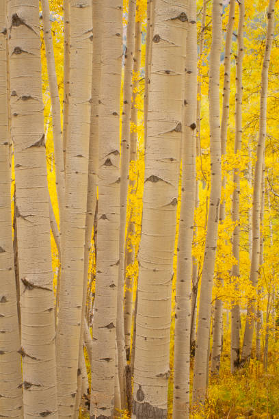 istock Autumn Aspens, Evening, Snowmass Wilderness, Colorado 1492764748