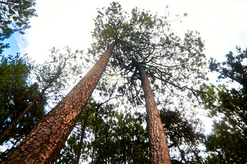 Low angle view of the coniferous tree Araucaria angustifolia