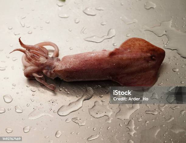 Seafood On The Table Neritic Squid Stock Photo - Download Image Now - Brown, Business, Close-up