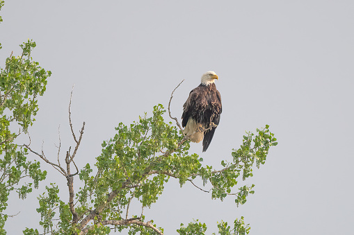 Bald Eagle is perched above a bend in the Musselshell river looking for a fish to catch in central Montana in western USA of North America. Nearest larger cities are Bozeman and Billings, Montana and Denver, Colorado.