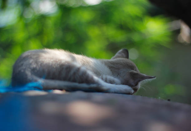 A relaxed cat with soft gray fur (British shorthair) rests on a green chair. The warm sunlight streams in, creating a cozy atmosphere for this peaceful moment.