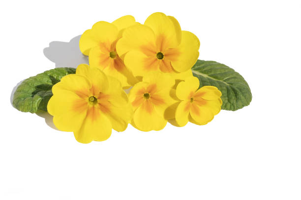 istock On a white isolated background, fresh inflorescences of yellow primrose.Design element. 1492771303