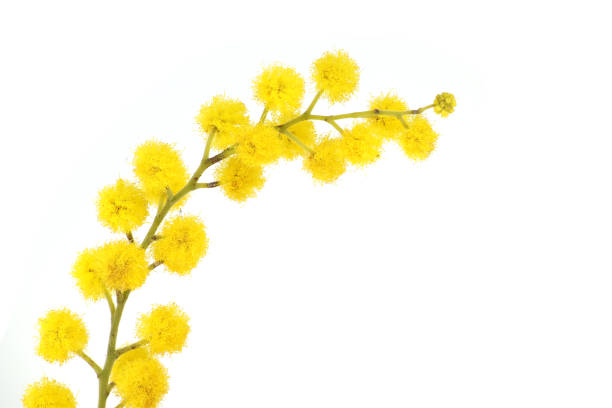 Acacia dealbata yellow fluffy balls in close-up over white background. Mimosa (silver wattle) branch