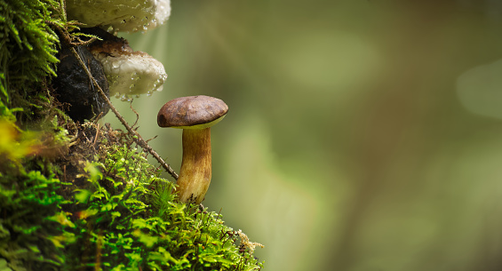 Imleria badia (Boletus badius) or Bay Bolete mushroom growing on a green moss covered stump in low angle view, wide banner size with place for text