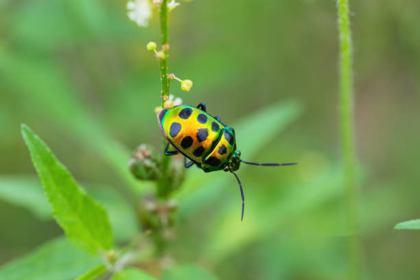 istock Macro or closeup photography 1492772516