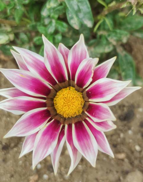 istock Flowers, plant , colored flower 1492774506