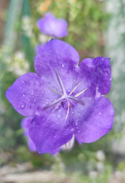 istock Flowers, plant , colored flower 1492774590