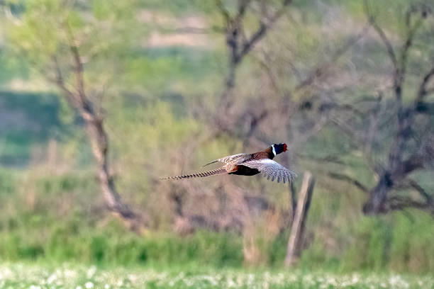 istock Ring necked Pheasant rooster flying,looking for challenges to his domination in the Mating season in central Montana,  western USA of North America 1492775966