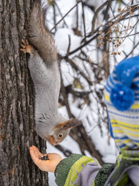 istock A little child in winter feeds a squirrel with a nut. 1492779036