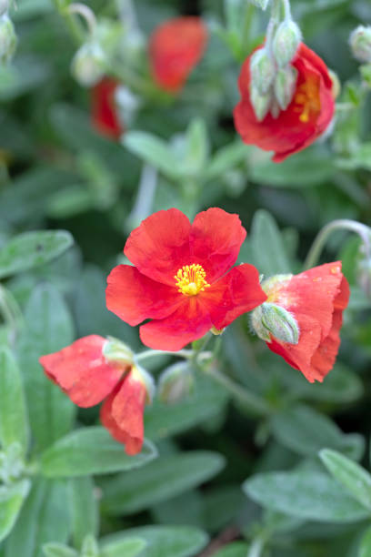 istock Scarlet globemallow in full bloom, Sphaeralcea coccinea 1492779044