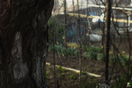 A trap made of cobwebs. Photo of the forest in the web. A spider web hanging among the green foliage. Spider web in the forest close-up. Selective focus.