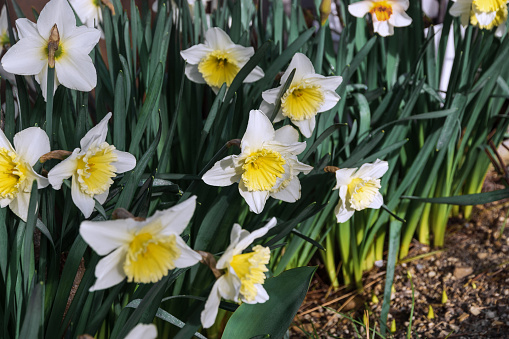 The flowering of daffodils. Daffodils in the spring garden. Spring background, floral landscape. A white narcissus flower with a yellow cup.