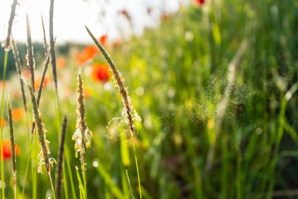 macro of grass pollen flying in flower meadow causing troubles for people with allergy stock photo