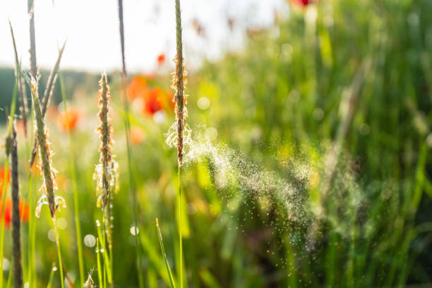 istock grass pollen count in meadow, close up 1492783953