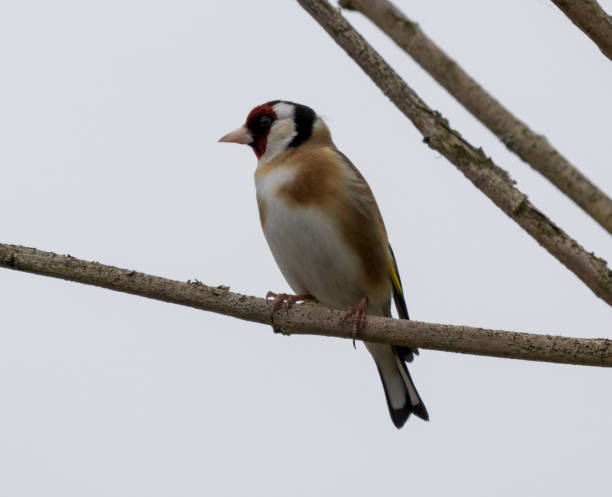 istock Gold finch bird 1492784106