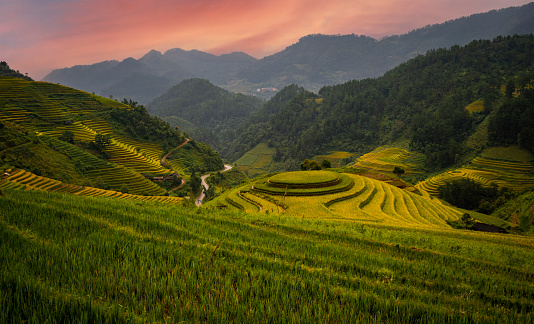 Golden ripe rice on Mu Cang Chai terraces, Yen Bai province, Vietnam