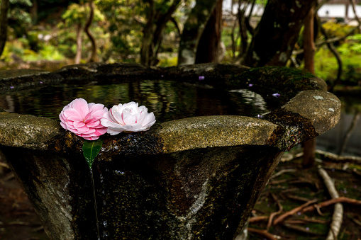 fountain with roses