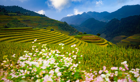 Golden ripe rice on Mu Cang Chai terraces, Yen Bai province, Vietnam