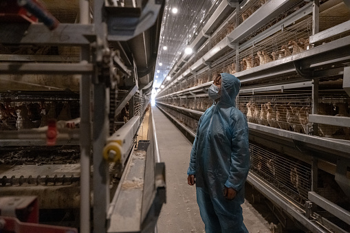 A female worker works at an automated chicken farm