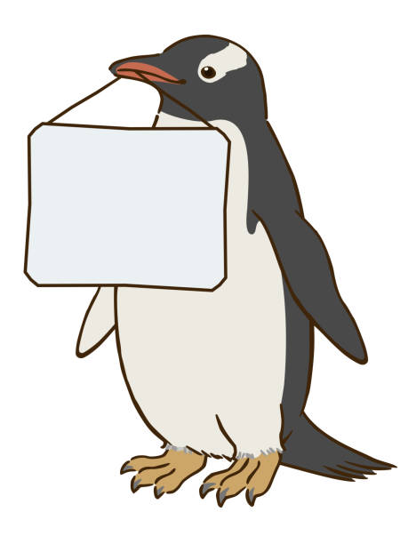 ilustrações, clipart, desenhos animados e ícones de pinguim gentoo segurando quadro de mensagens na boca - flightless bird water bird gentoo penguin penguin