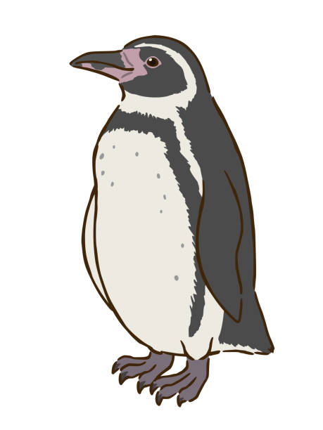 ilustraciones, imágenes clip art, dibujos animados e iconos de stock de el pingüino de humboldt - penguin humboldt penguin bird sea bird