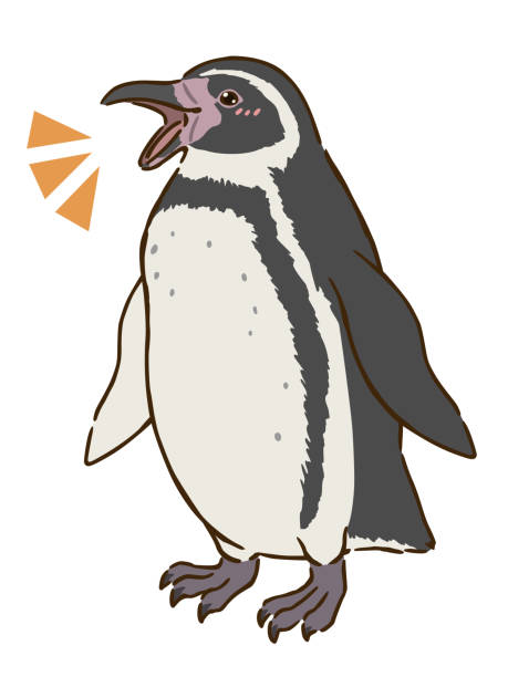 illustrazioni stock, clip art, cartoni animati e icone di tendenza di pinguino di humboldt felice - penguin humboldt penguin bird sea bird