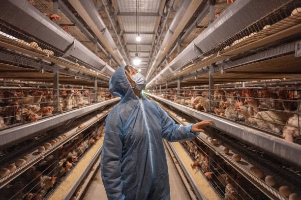 una trabajadora trabaja en una granja de gallinas ponedoras - avicultura fotografías e imágenes de stock