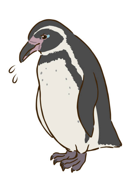 ilustraciones, imágenes clip art, dibujos animados e iconos de stock de triste pingüino de humboldt - penguin humboldt penguin bird sea bird