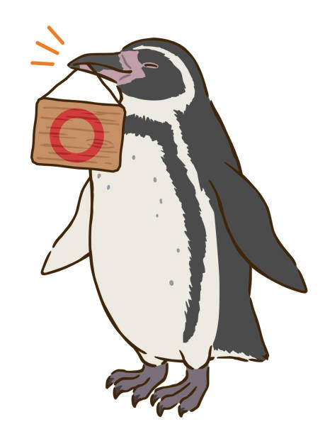 illustrazioni stock, clip art, cartoni animati e icone di tendenza di bordo di tenuta del pinguino di humboldt con segno circolare in bocca - penguin humboldt penguin bird sea bird