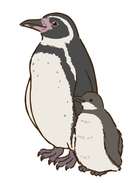 ilustraciones, imágenes clip art, dibujos animados e iconos de stock de familia de pingüinos de humboldt - penguin humboldt penguin bird sea bird