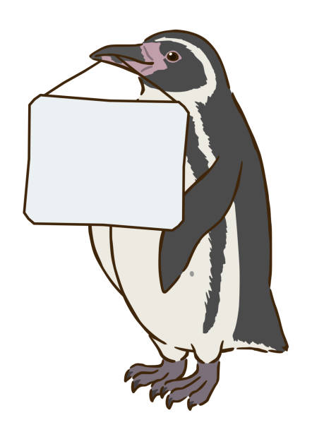 ilustraciones, imágenes clip art, dibujos animados e iconos de stock de pingüino de humboldt sosteniendo un tablero de mensajes en la boca - penguin humboldt penguin bird sea bird