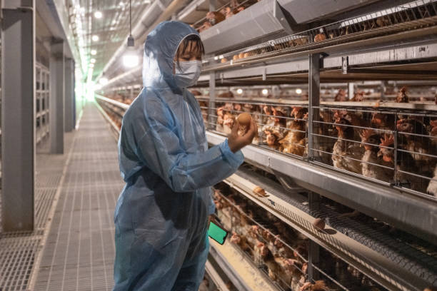una trabajadora trabaja en una granja de huevos - avicultura fotografías e imágenes de stock