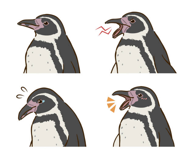 illustrazioni stock, clip art, cartoni animati e icone di tendenza di set di emozioni del pinguino di humboldt - penguin humboldt penguin bird sea bird