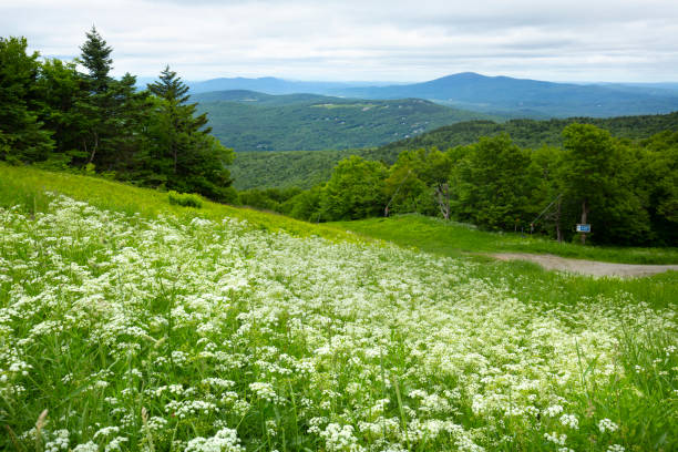 istock Wild chervil in a ski trail on Mt. Sunapee. 1492787618