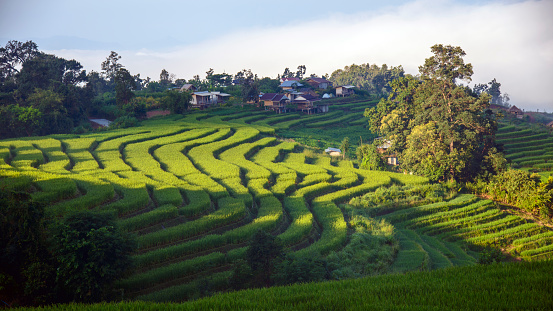 Nature walk in green rice terrace. Tourist group of retirees, kids trekking by path with beautiful view of Balinese traditional fields. Travel adventure with child, family vacation in Bali, Indonesia