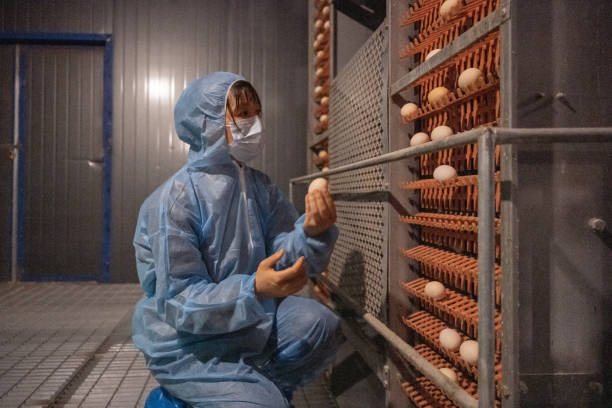 una trabajadora trabaja en una granja automatizada de pollos de huevos - avicultura fotografías e imágenes de stock