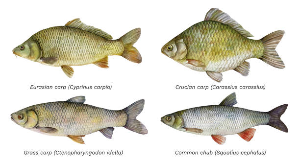 istock Watercolor set of fish: Eurasian carp (Cyprinus carpio), Crucian carp (Carassius carassius), Grass carp (Ctenopharyngodon idella), Common chub (Squalius cephalus). Hand drawn fish illustrations. 1492787635