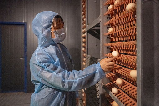 A female worker works at an automated egg chicken farm