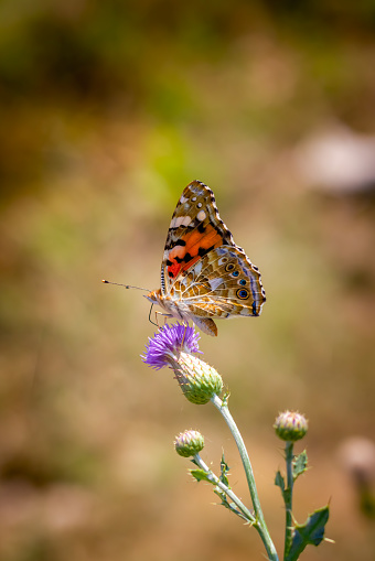 West coast lady butterfly with thistle flower