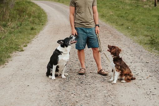 Casual man outdoors walking his two dogs on leash on road\nPhoto taken in early summer outdoors in nature