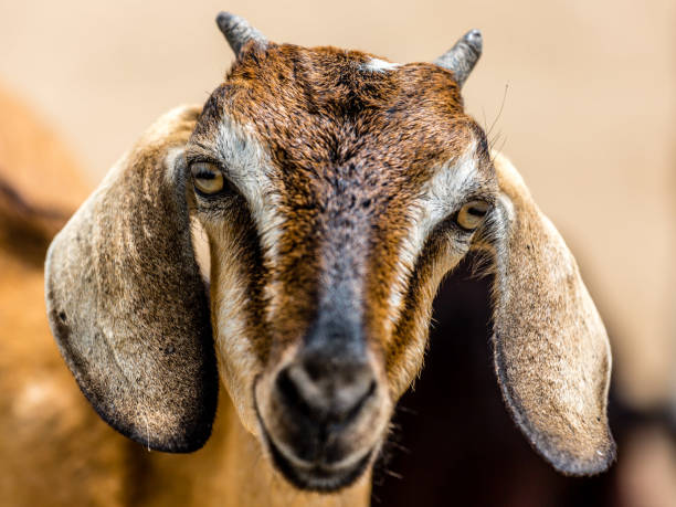 istock Indian Goat Stock Images 1492792842
