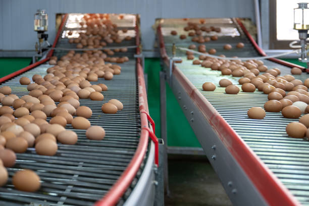 istock Modern intelligent agricultural egg automated sorting line 1492793612