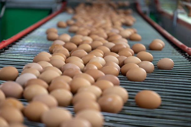 istock Modern intelligent agricultural egg automated sorting line 1492793739